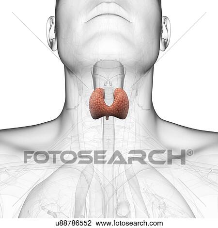 Healthy thyroid gland, artwork View Large Illustration Drawing - Healthy thyroid gland, artwork. Fotosearch