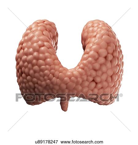 Healthy thyroid gland, artwork View Large Illustration Stock Illustration - Healthy thyroid gland, artwork. Fotosearch