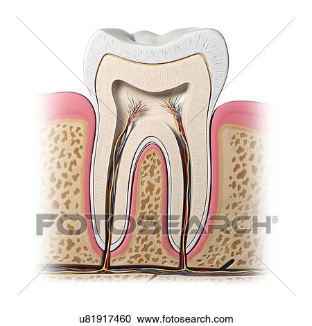 Clipart - Healthy tooth, artwork. Fotosearch