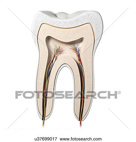 Stock Illustration - Healthy tooth, artwork. Fotosearch