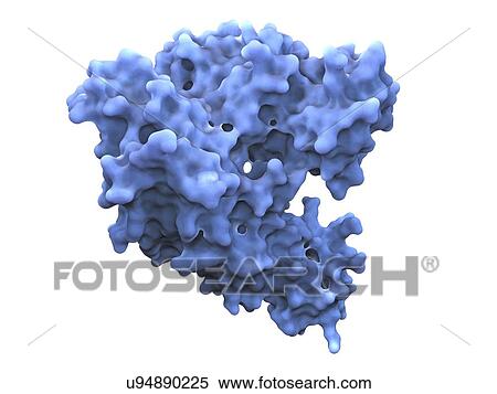 Heat shock factor 70 protein View Large Illustration Stock Illustration - Heat shock factor 70 protein. Fotosearch