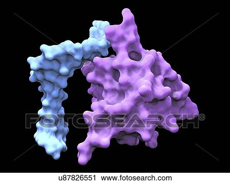Clip Art - Heat shock factor protein. Fotosearch