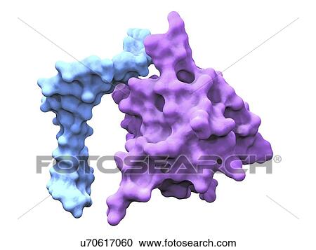 Clipart - Heat shock factor protein. Fotosearch