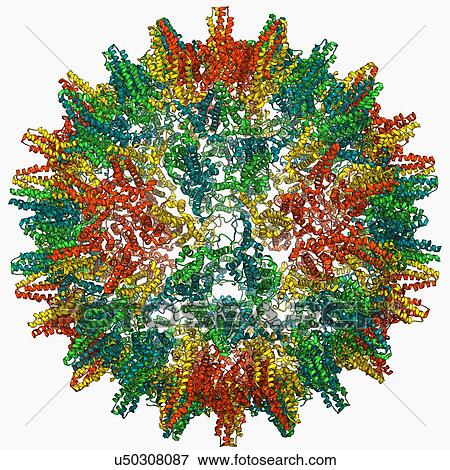 Stock Illustration - Hepatitis B virus capsid, molecular model. Fotosearch