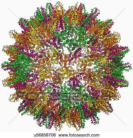 Stock Illustration - Hepatitis B virus capsid, molecular model. Fotosearch