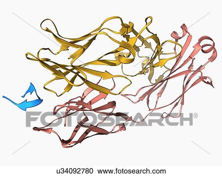 Clipart - Hepatitis C glycoprotein and antibody. Fotosearch