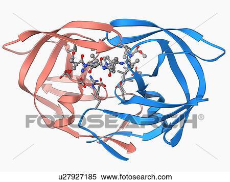 HIV-1 protease and inhibitor View Large Illustration Stock Illustration - HIV-1 protease and inhibitor. Fotosearch