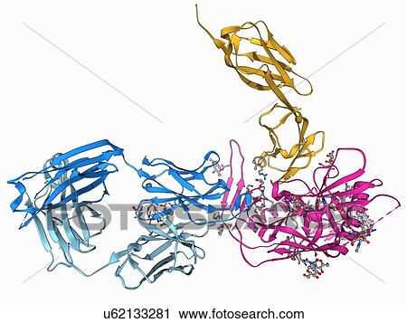 HIV antibody therapy, molecular model View Large Illustration Clip Art - HIV antibody therapy, molecular model. Fotosearch