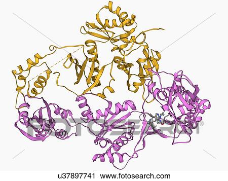 HIV reverse transcription enzyme View Large Illustration Clip Art - HIV reverse transcription enzyme. Fotosearch
