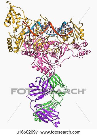 HIV reverse transcription enzyme View Large Illustration Stock Illustration - HIV reverse transcription enzyme. Fotosearch