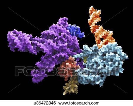 Stock Illustration - Human 80S ribosome. Fotosearch