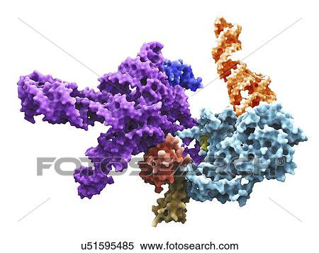 Human 80S ribosome View Large Illustration Stock Illustration - Human 80S ribosome. Fotosearch