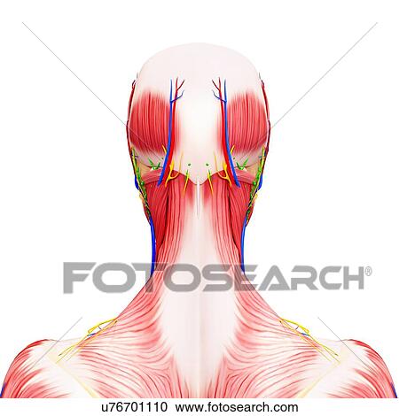 Human anatomy and circulation, artwork View Large Illustration Clipart - Human anatomy and circulation, artwork. Fotosearch