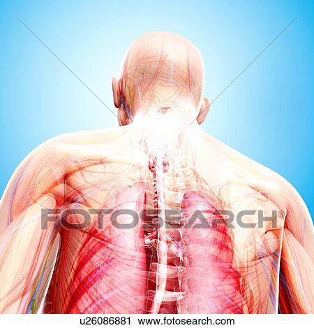 Human anatomy, artwork View Large Illustration Clip Art - Human anatomy, artwork. Fotosearch