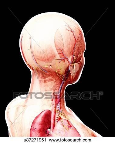 Human anatomy, artwork View Large Illustration Clip Art - Human anatomy, artwork. Fotosearch