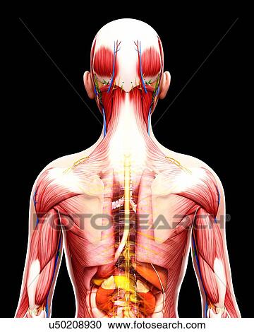Clipart - Human anatomy, artwork. Fotosearch