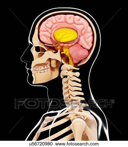 Human anatomy, artwork View Large Illustration Clipart - Human anatomy, artwork. Fotosearch