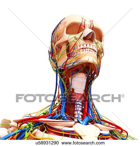 Human anatomy, artwork View Large Illustration Clipart - Human anatomy, artwork. Fotosearch