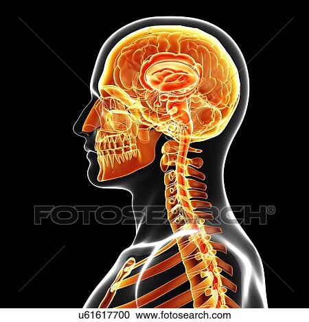 Human anatomy, artwork View Large Illustration Clipart - Human anatomy, artwork. Fotosearch
