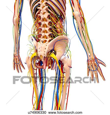 Clipart - Human anatomy, artwork. Fotosearch
