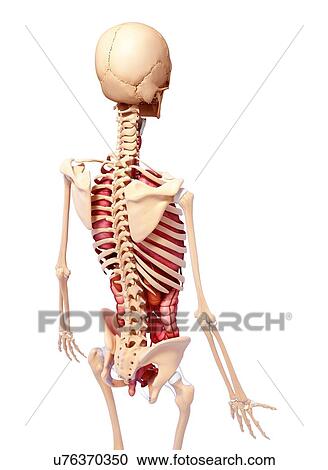 Clipart - Human anatomy, artwork. Fotosearch