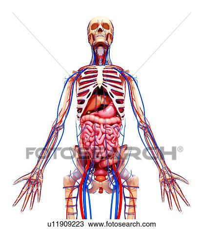 Drawing - Human anatomy, artwork. Fotosearch