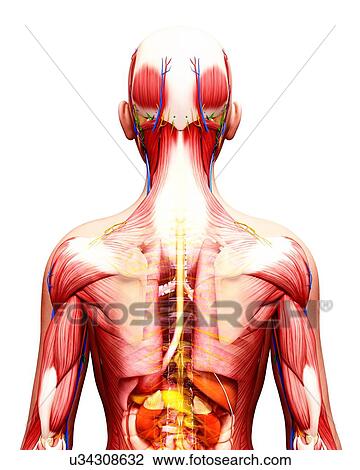 Human anatomy, artwork View Large Illustration Drawing - Human anatomy, artwork. Fotosearch