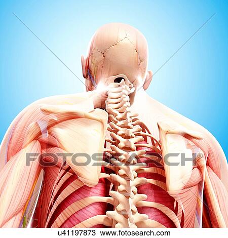 Drawing - Human anatomy, artwork. Fotosearch
