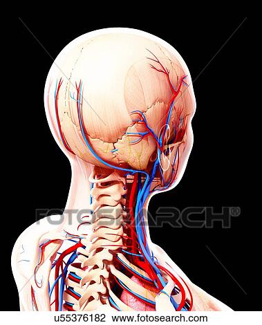 Human anatomy, artwork View Large Illustration Drawing - Human anatomy, artwork. Fotosearch