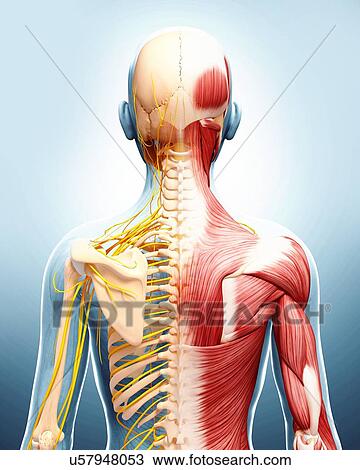 Drawing - Human anatomy, artwork. Fotosearch