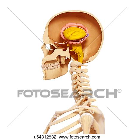 Drawing - Human anatomy, artwork. Fotosearch