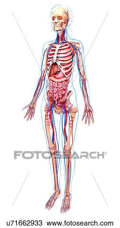 Drawing - Human anatomy, artwork. Fotosearch