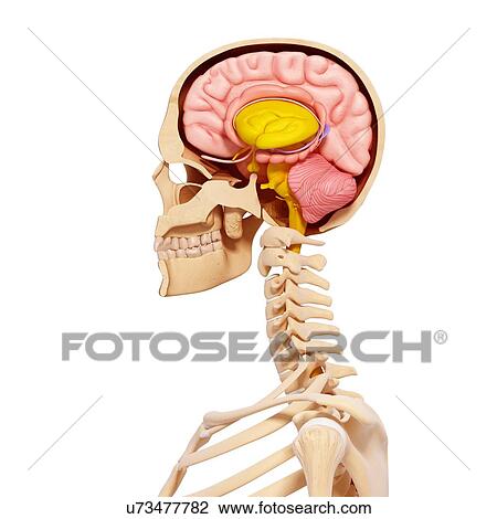 Drawing - Human anatomy, artwork. Fotosearch