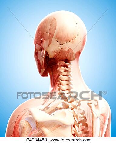 Human anatomy, artwork View Large Illustration Drawing - Human anatomy, artwork. Fotosearch