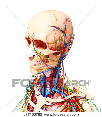 Human anatomy, artwork View Large Illustration Drawing - Human anatomy, artwork. Fotosearch