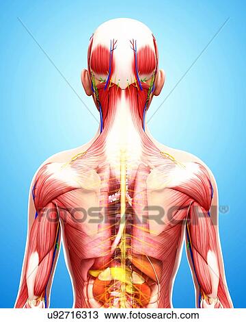 Human anatomy, artwork View Large Illustration Drawing - Human anatomy, artwork. Fotosearch