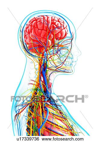 Stock Illustration - Human anatomy, artwork. Fotosearch