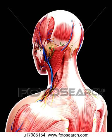 Human anatomy, artwork View Large Illustration Stock Illustration - Human anatomy, artwork. Fotosearch