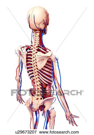 Stock Illustration - Human anatomy, artwork. Fotosearch