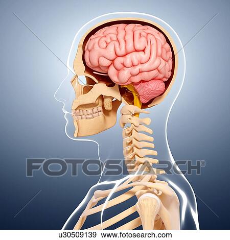 Human anatomy, artwork View Large Illustration Stock Illustration - Human anatomy, artwork. Fotosearch