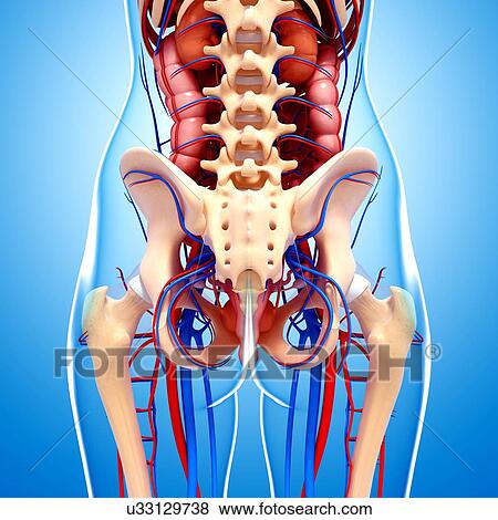 Human anatomy, artwork View Large Illustration Stock Illustration - Human anatomy, artwork. Fotosearch