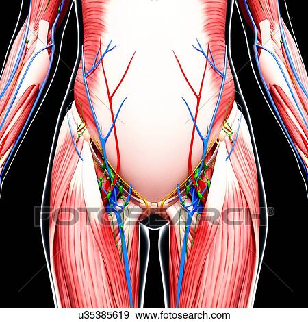 Stock Illustration - Human anatomy, artwork. Fotosearch
