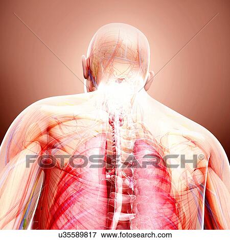 Human anatomy, artwork View Large Illustration Stock Illustration - Human anatomy, artwork. Fotosearch