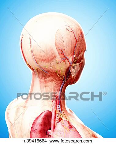Human anatomy, artwork View Large Illustration Stock Illustration - Human anatomy, artwork. Fotosearch