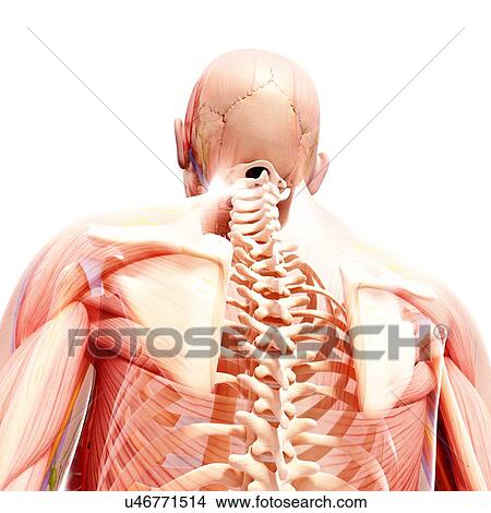 Human anatomy, artwork View Large Illustration Stock Illustration - Human anatomy, artwork. Fotosearch