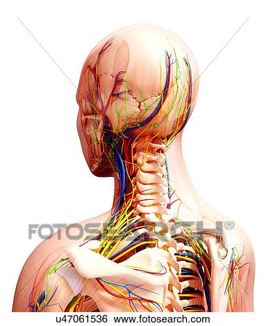 Human anatomy, artwork View Large Illustration Stock Illustration - Human anatomy, artwork. Fotosearch