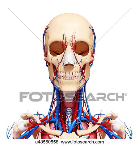 Human anatomy, artwork View Large Illustration Stock Illustration - Human anatomy, artwork. Fotosearch