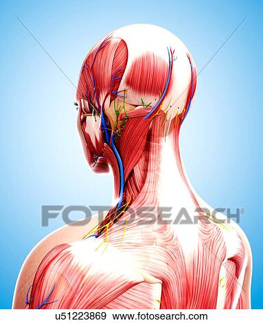 Stock Illustration - Human anatomy, artwork. Fotosearch