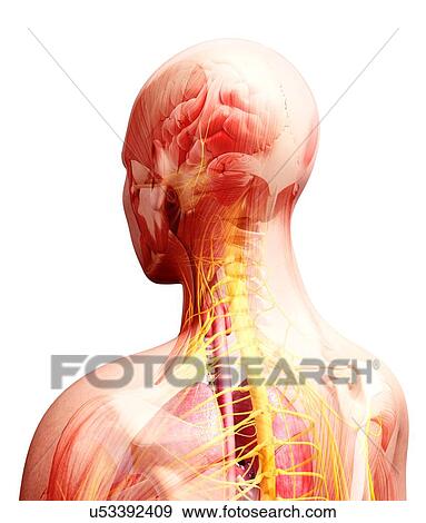 Human anatomy, artwork View Large Illustration Stock Illustration - Human anatomy, artwork. Fotosearch