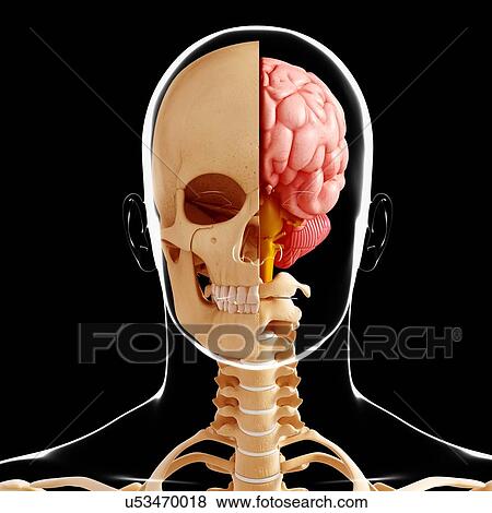 Human anatomy, artwork View Large Illustration Stock Illustration - Human anatomy, artwork. Fotosearch